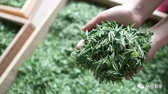 信阳毛尖2019新茶少量到店,恭迎品鉴