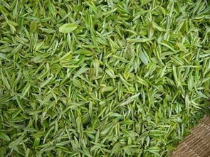 信阳毛尖茶叶介绍