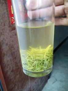 信阳毛尖正式预售 选购时记得这5点