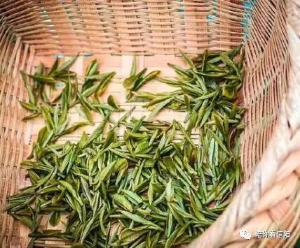 信阳毛尖茶,从十大名茶到现在的身份尴尬,到底错在哪