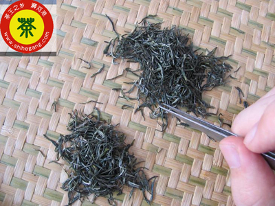 信阳毛尖资讯