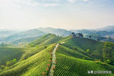 文新信阳毛尖:春天的味道,新茶的诱惑