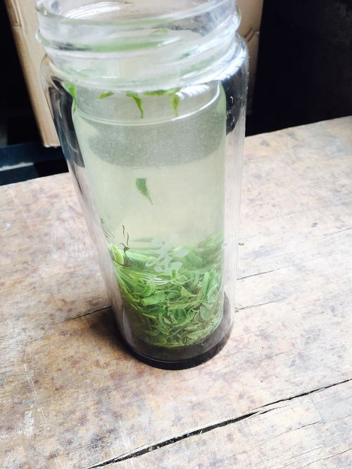 纯正信阳毛尖,自产自销