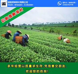 广东绿茶茶厂 绿茶 贤峰茶叶 查看