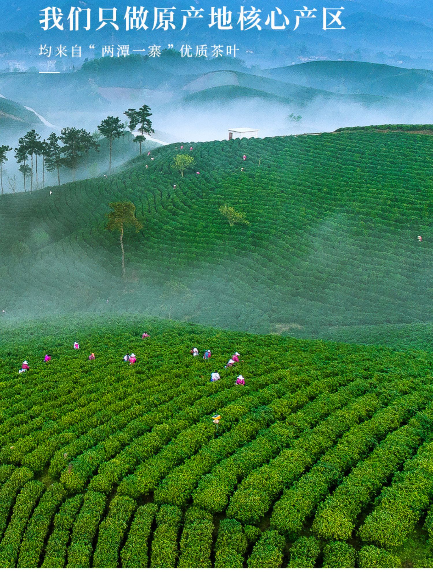 春茶上市热卖信阳毛尖茶叶绿茶2022新茶雨前嫩芽毛尖散装250g