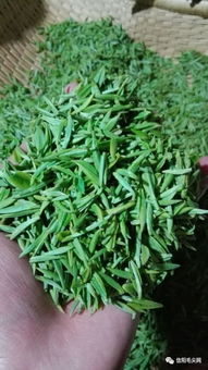 信阳毛尖为啥春茶没有夏茶苦呢