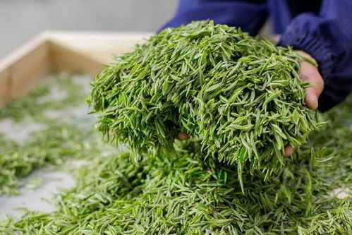 不到500元就能买到明前信阳毛尖 你真的敢喝么