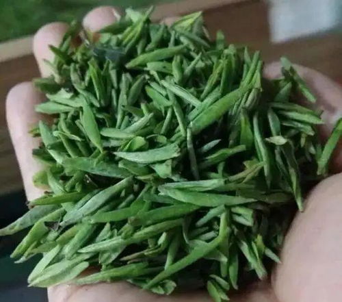 春雪入信阳，毛尖初露芽 信阳毛尖春茶季的独特韵味