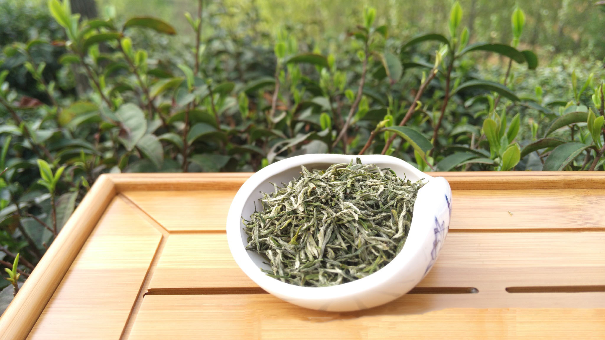 信阳毛尖手工茶 好手艺需要传承