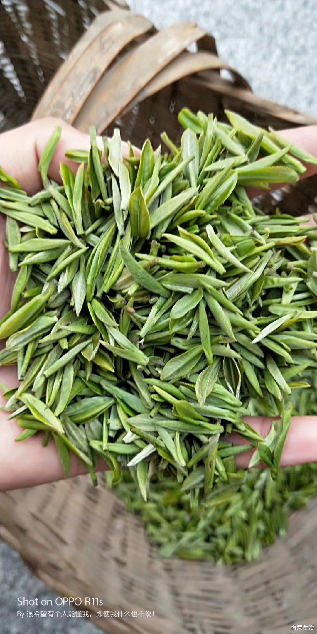 信阳毛尖 明前春茶，舌尖上的山水诗篇